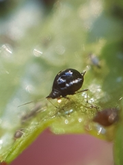 Myzus cerasi