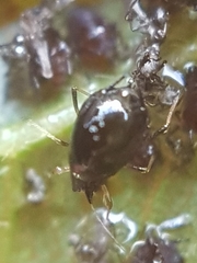 Myzus cerasi