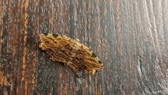 Achrosis intexta
