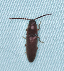 Dipropus simplex