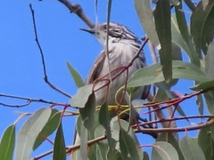Plectorhyncha lanceolata
