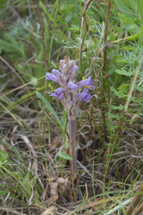 Phelipanche caesia