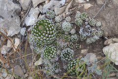 Orostachys thyrsiflora