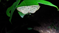 Omiza miliaria