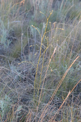 Palimbia defoliata