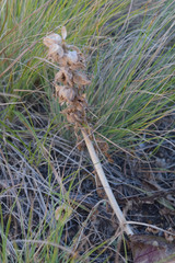 Pedicularis physocalyx