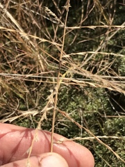 Trichoneura grandiglumis