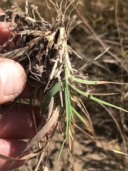 Trichoneura grandiglumis