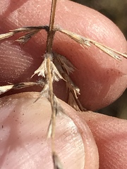 Trichoneura grandiglumis