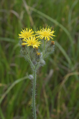 Pilosella procera