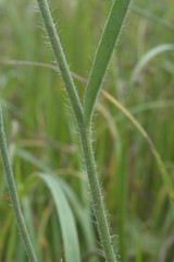 Pilosella procera