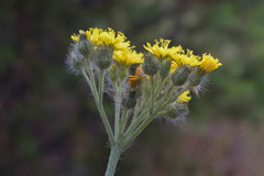 Pilosella cymosa