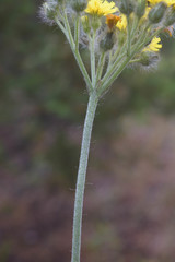 Pilosella cymosa