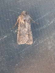 Agrotis segetum