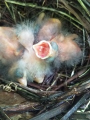 Cardinalis