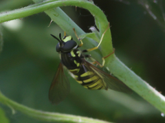 Chrysotoxum cautum