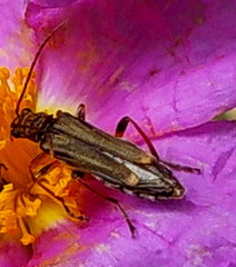 Oedemera barbara