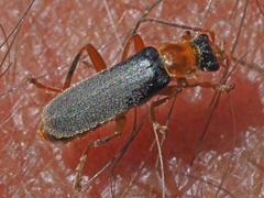 Cantharis lateralis
