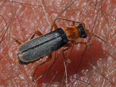 Cantharis lateralis