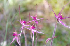 Caladenia rosella