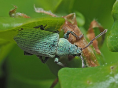 Phyllobius roboretanus
