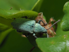 Phyllobius roboretanus
