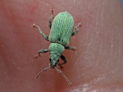 Phyllobius roboretanus