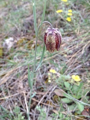Fritillaria montana