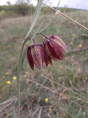 Fritillaria montana