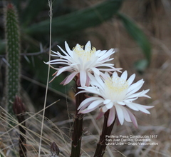 Nyctocereus serpentinus