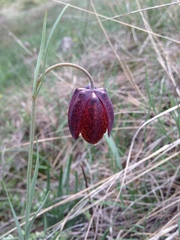 Fritillaria montana