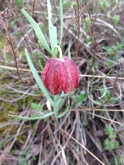 Fritillaria montana