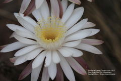 Nyctocereus serpentinus