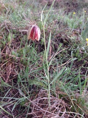 Fritillaria montana