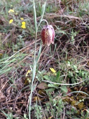 Fritillaria montana