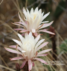 Nyctocereus serpentinus