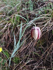 Fritillaria montana