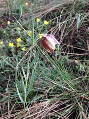 Fritillaria montana