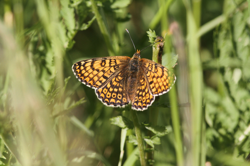 Glanville Fritillary, 6325 Berg en Terblijt, Nederland, photo 10 of 10