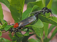 Bibio hortulanus
