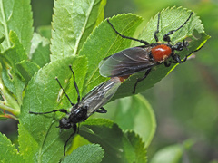 Bibio hortulanus