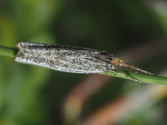 Thisanotia chrysonuchella