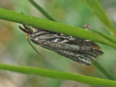 Thisanotia chrysonuchella