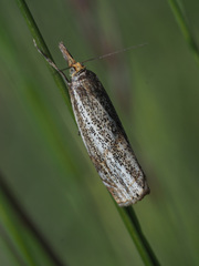 Thisanotia chrysonuchella