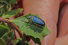 Trirhabda flavolimbata