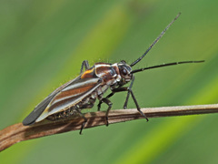 Horistus orientalis