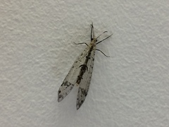Dendroleon obsoletus