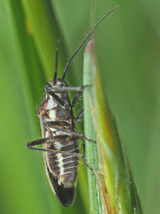 Horistus orientalis