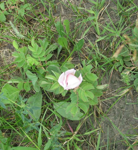 prairie rose