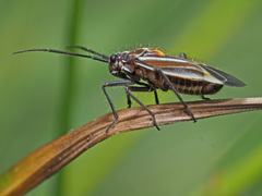 Horistus orientalis